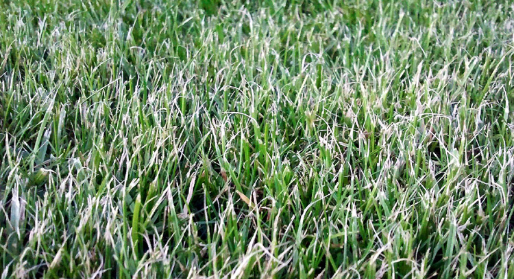 Rozstrapkaná tráva po kosení tupou rotačnou kosačkou
