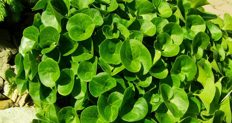 Asarum europaeum Kopytník európsky trvalka do tieňa