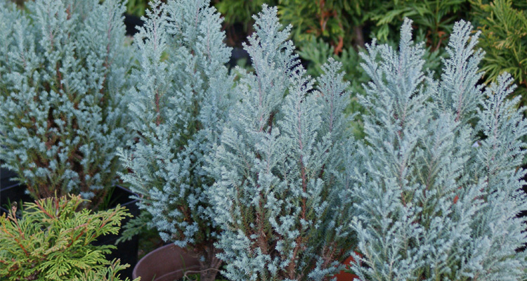 Chamaecyparis lawsoniana Blue Surprise Cypruštek Lawsonov Blue Surprise - okrasná ihličnatá drevina modrej farby