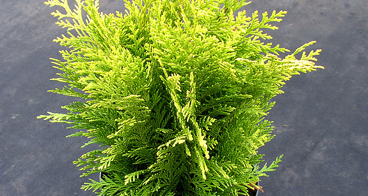 Cypruštek Lawsonov Erecta Aurea Chamaecyparis lawsoniana Erecta Arecta