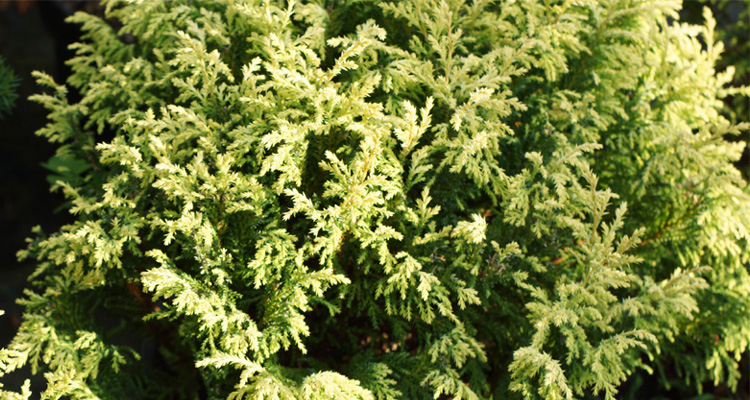 Chamaecyparis pisifera Plumosa Aurea Cypruštek hrachonosný