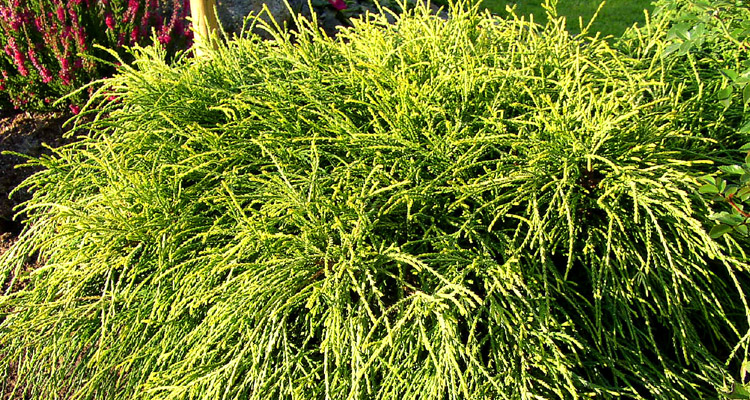 Chamaecyparis pisifera Sungold Cypruštek hrachonosný Chamaecyparis pisifera Sungold Cypruštek hrachonosný