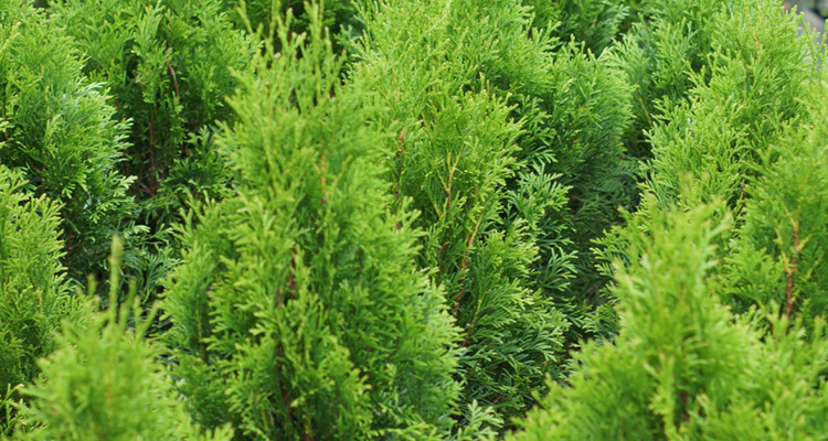 Thuja occidentalis Smaragd Tuja západná na živý plot Thuja occidentalis Smaragd Tuja západná na živý plot