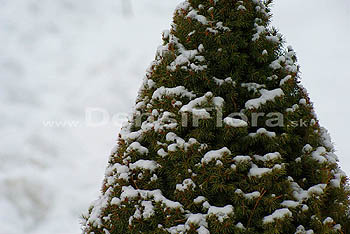 Picea glauca Daisy´s White