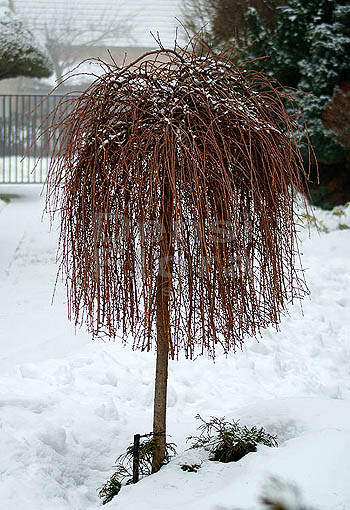 Larix kaempferi Stiff Weeper