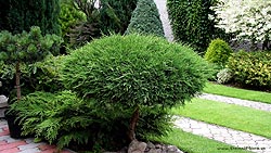 Juniperus na kmienku