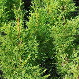 Thuja occidentalis Smaragd - Tuja na živý plot