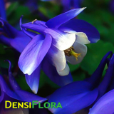 Aquilegia flabellata, Orlíček