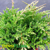 Juniperus horizontalis Prince of Wales - Borievka rozprestretá