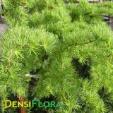 Larix kaempferi Diana