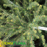 Picea mariana Nana - Smrek čierny - Ihličnatá drevina