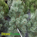 Pinus sylvestris Watereri - Borovica lesná 