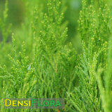 Thuja orientalis Green Cone, Tuja východná