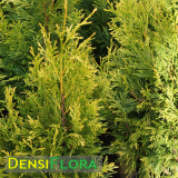 Thuja plicata Rogersii, Tuja riasnatá