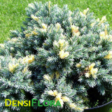 Juniperus squamata Floriant