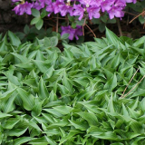 Hosta Minor, Funkia - trvalka, okrasná rastlina