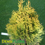 Thuja occidentalis Janed Gold, Tuja západná