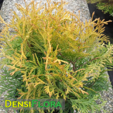 Thuja occidentalis Golden Globe