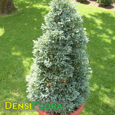 Chamaecyparis pisifera Boulevard - Cypruštek hrachonosný 