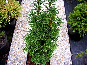 Taxus cuspidata Nana