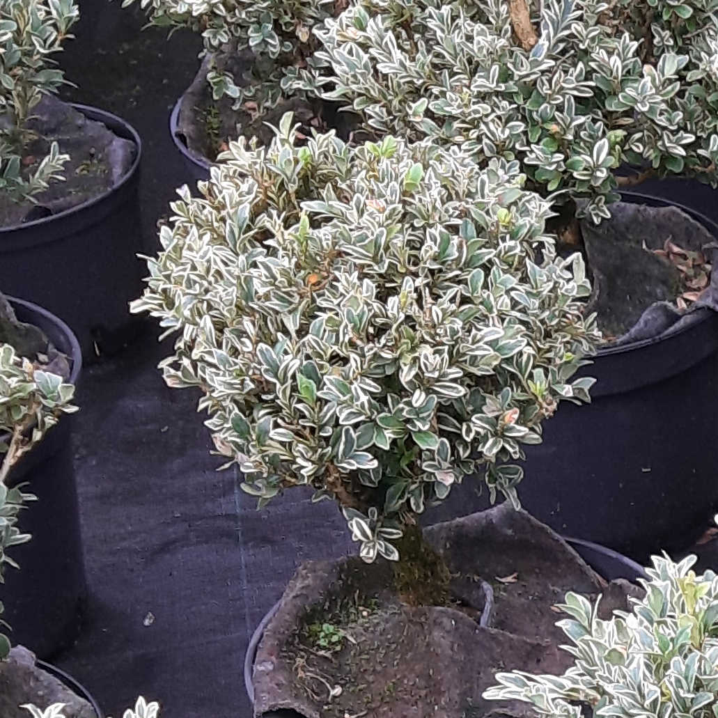 Buxus - Krušpán vždyzelený "Aureovariegata" - panašovaný -  guľa