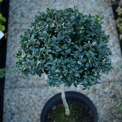 Buxus sempervirens, Krušpán vždyzelený - tvarovaný - guľa na kmienku