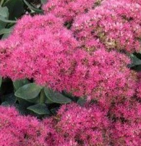 Sedum 'Brilliant', trvalka 