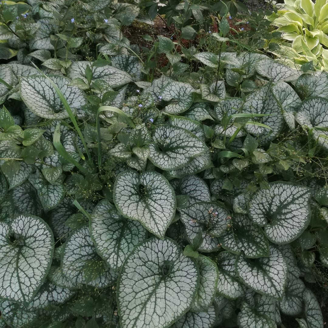 Brunnera Macrophylla Jack Frost, okrasná rastlina