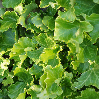 Hedera helix Parsley Crested - Brečtan popínavý