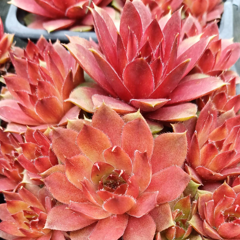 Sempervivum tectorum - Skalnica - trvalka