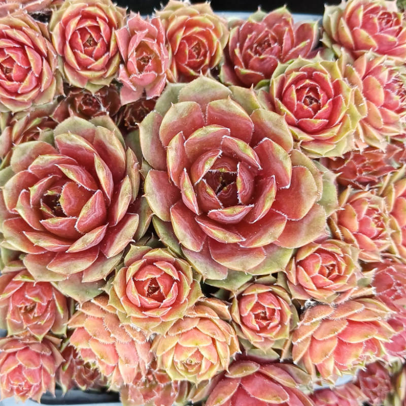 Sempervivum ´DR. FRITZ KOHLEIN´, Skalnica - trvalka
