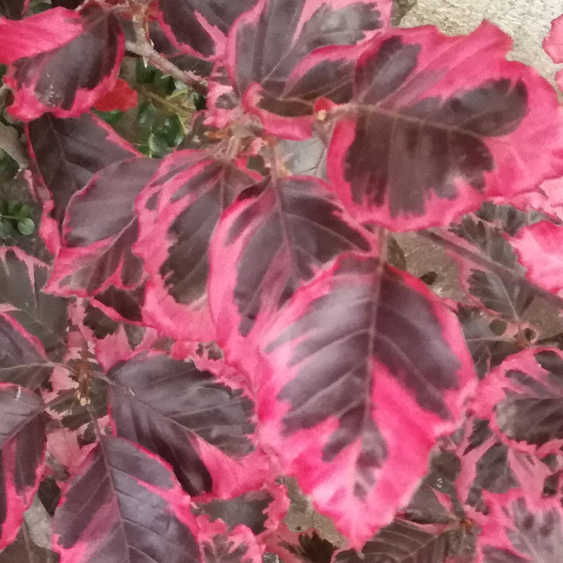 Fagus sylvatica Roseo-Margináta‚Tricolor‘, Buk lesný