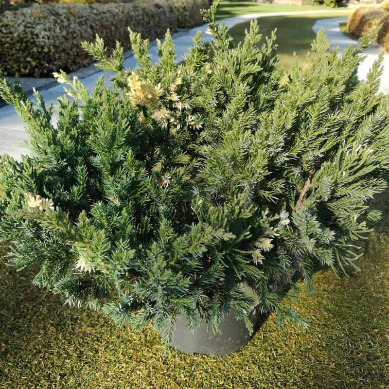 Juniperus davurica Expansa Variegata - ihličnaté okrasná drevina pôdopokryvná