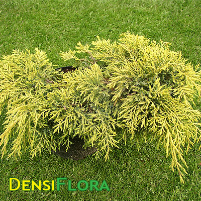 Juniperus media Gold Star
