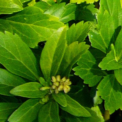 Pachysandra terminalis, Pachysandra vrcholová