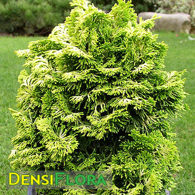 Chamaecyparis obtusa Aurora