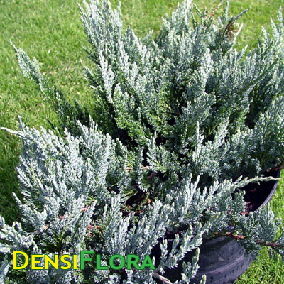 Juniperus horizontalis Hughes