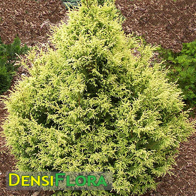 Chamaecyparis pisifera Plumosa Aurea - Cypruštek hrachonosný 