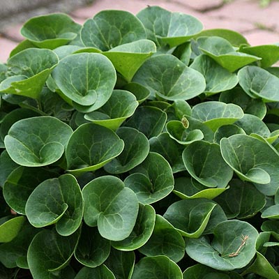 Asarum europaeum