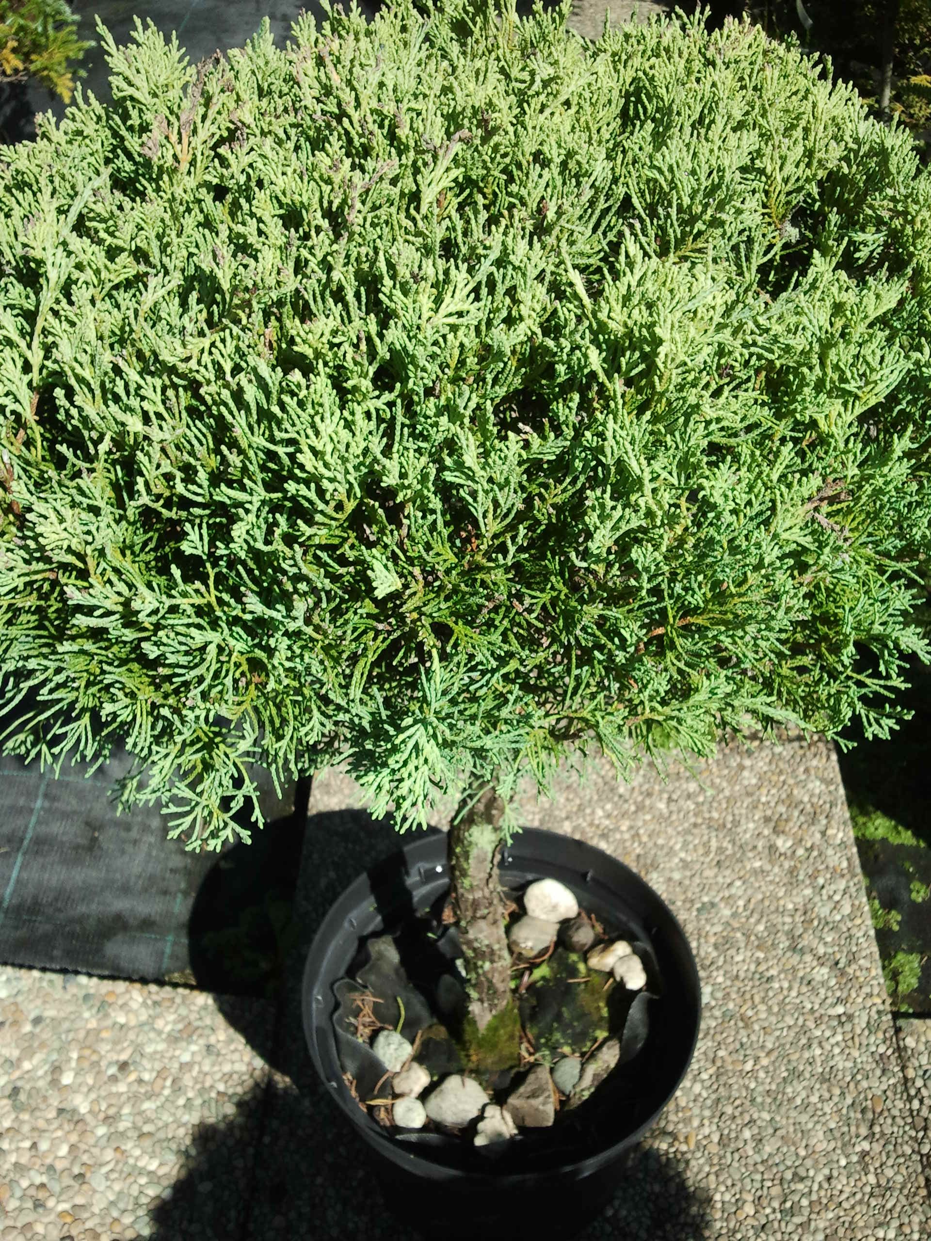 Juniperus virginiana Grey Owl, Borievka virgínska