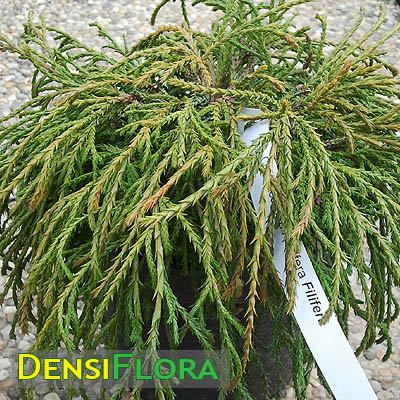 Chamaecyparis pisifera Filifera  - Cypruštek hrachonosný 