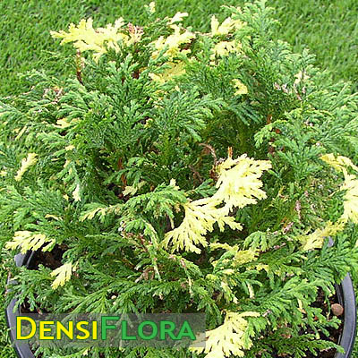 Chamaecyparis pisifera Aureovariegata - Cypruštek - okrasná drevina