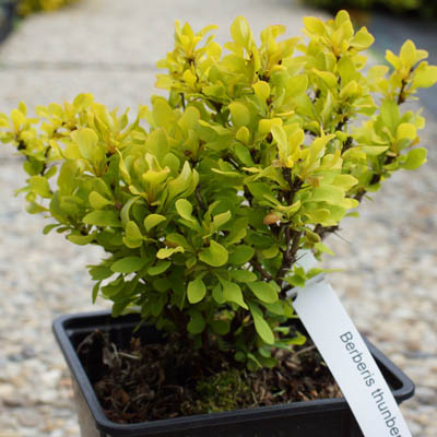 Berberis thunbergii "Goldalita"