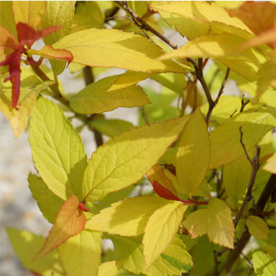 Spirea japonica Golden Flame, Tavoľník japonský