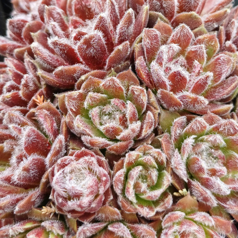 Sempervivum ciliosum Camelot,  Skalnica - trvalka
