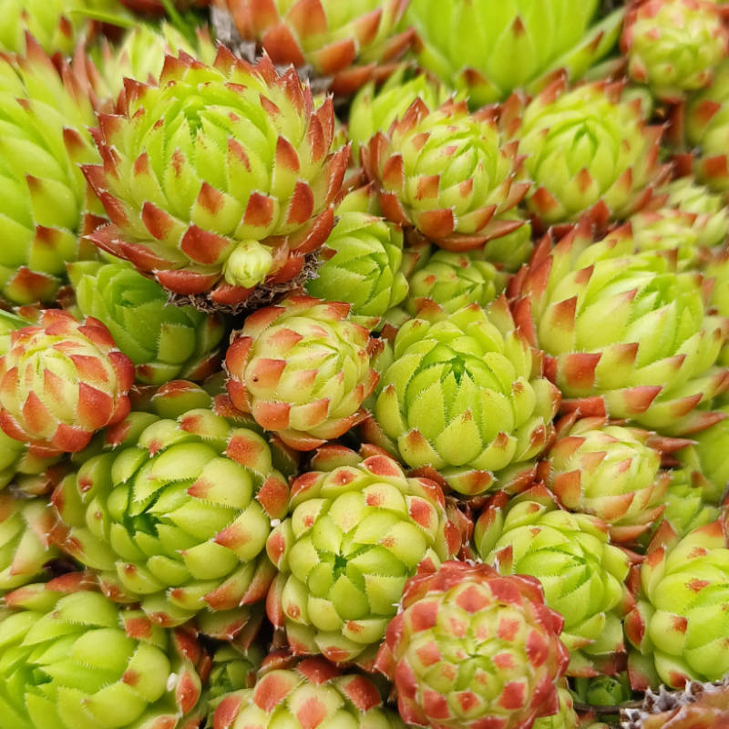 Sempervivum, Skalnica - trvalka