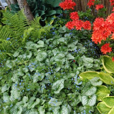 Brunnera Macrophylla Jack Frost, okrasná rastlina