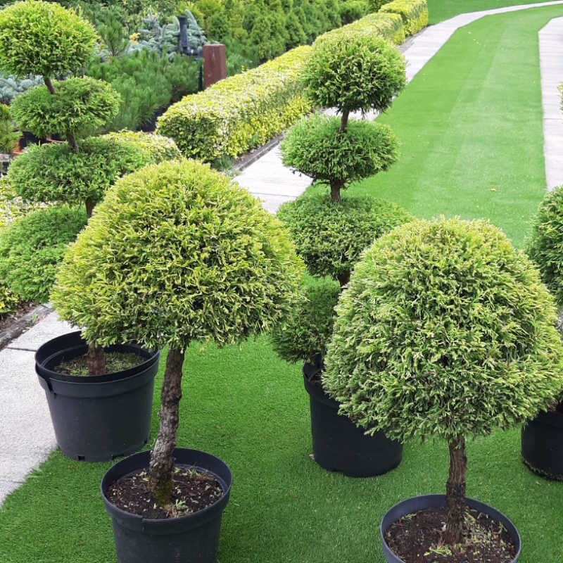 Thuja occidentalis Rheingold - Tvarovaná ihličnatá drevina jedna guľa na kmienku
