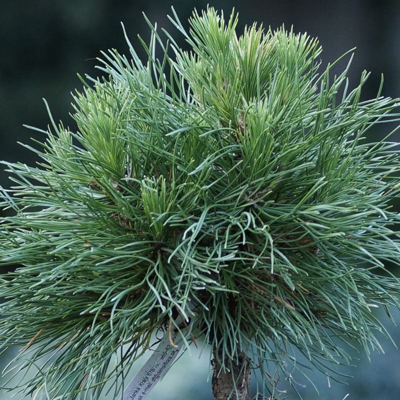 Pinus mugo Warella, Borovica horská, guľovitá forma