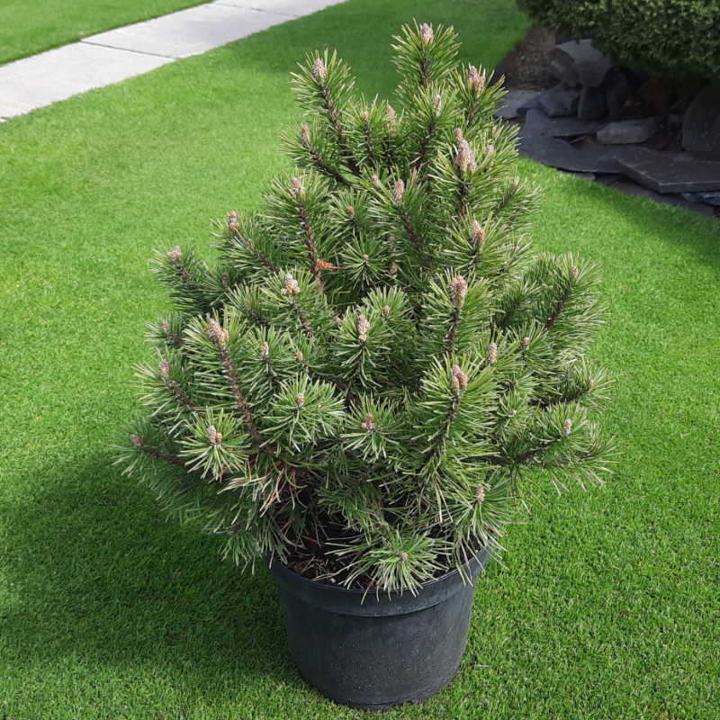 Pinus mugo Mops - Borovica horská